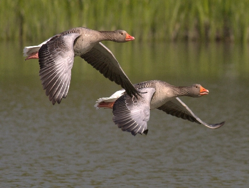 Taiga Bean-Goose